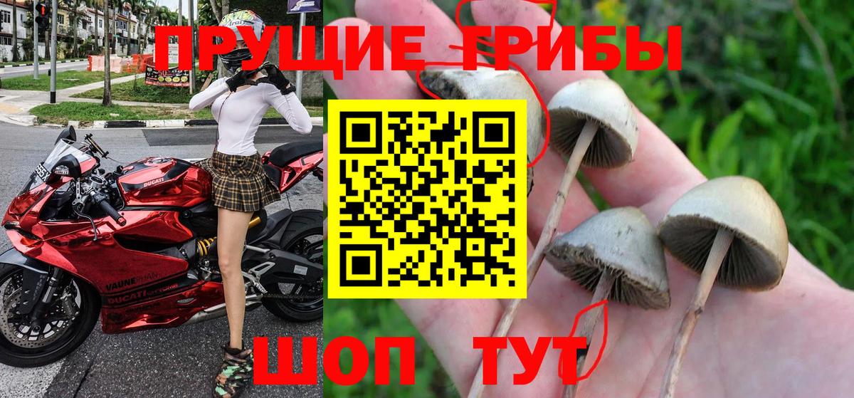 наркота  Псилоцибиновые грибы Cubensis  Вход с VPN  Осинники 