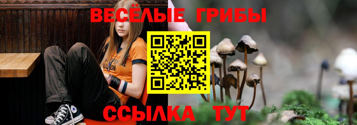 Псилоцибиновые грибы GOLDEN TEACHER Осинники